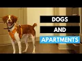 Having a Dog in an Apartment - Quick Tips