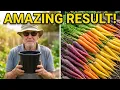Grow Carrots A Rainbow Mix turned out of a small bucket exceeds my expectations