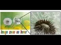 How to create image zoom effect like Flipkart with html css js