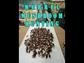 Morrel Mushroom Hunting in Northern Minnesota