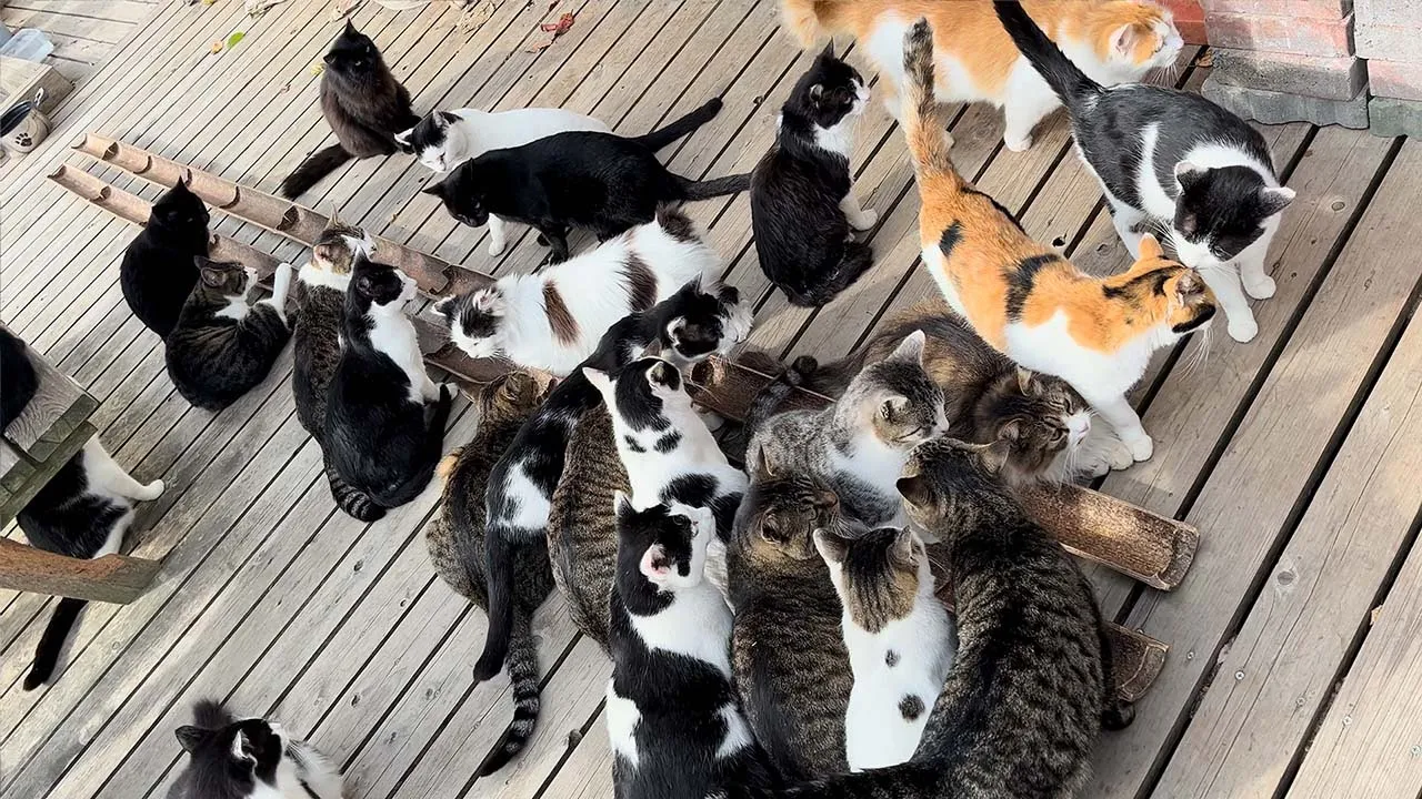 Visiting Japan's Cat Island🐈🐈🐈 | Miyagi Tashirojima Island | ASMR