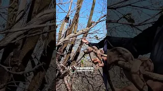 Veja como essa iguana se camufla bem nos galhos secos! #animais #videos