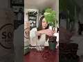 Lagu Repotting My Monstera Thai Constellation #plantcare #plants #monsterathaiconstellation