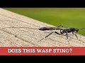 Is this really a stinger or something even more sinister? Xorides: Ichneumon Wasp!