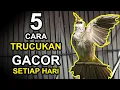 Download Lagu 5 CARA BUAT BURUNG TRUCUKAN GACOR SETIAP HARI