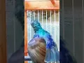 Download Lagu Kolibri kelapa gaya menari || korlap gacor ngobra #shorts #kolibrikelapa #hummingbird