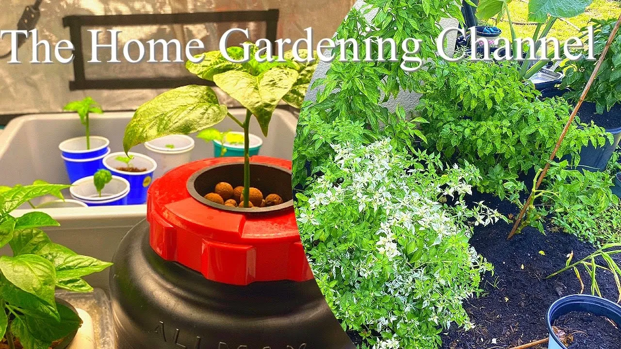 Come Check out our New Home Gardening Channel.