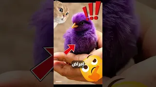 ابتعد عن هذه الكتاكيت الملونة 