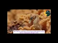 Download Lagu ORANG BIASA  - BroMusic [Official Music Video] 2025