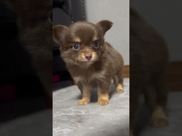 動画