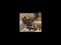 [WRP] Unknown Mortal Orchestra - Hunnybee
