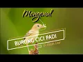 Download Lagu Kehidupan Burung Cici Padi Di Alam Liar