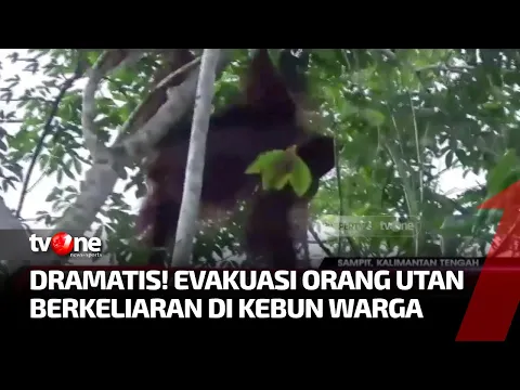 Evakuasi Orang Utan yang Penuh Luka Tembak Berlangsung Dramatis