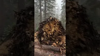 John Muir Trail challenges. LOTS of downed tree this year. #hiking #hikingadventures #backpacking