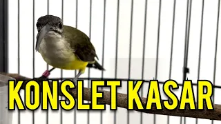 Download Pijantung pisang KONSLET ! Masteran kasar MP3