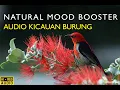Lagu Suara Kicauan Burung di Hutan Untuk Pikiran Yang Positif dan Tenang Selama 1 Jam