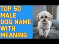 TOP 50 Most Popular Male Dog Names With Meaning Reine O