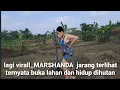 Download Lagu Virall,,lama tak terlihat MARSHANDA ternyata hidup dan buka lahan di hutan..asli ini nyata