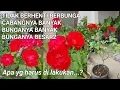 Download Lagu CARA AGAR BUNGA MAWAR, BESAR2 BERCABANG \u0026 BERBUNGA BANYAK