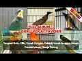 Download Lagu TERBARU MASTERAN AMPUH || Kompilasi Suara Burung Masteran Favorit