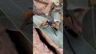 دبور الأسود تنتمي الدبابير السوداء إلى عائلة Pompilid 