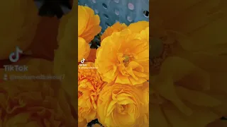 عفاف راضي ليالي 