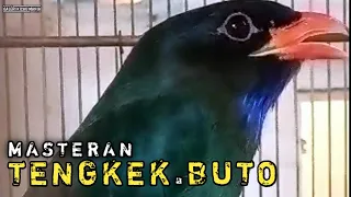 masteran tengkek buto gacor tembakan sadis 