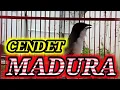 Lagu CENDET Madura GACOR 🐦 full isian tembakan rapat cocok buat pancingan CENDET males BUNYI