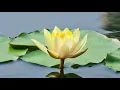 Relaxing Music, Meditation, Sleep Music, Healing, Calm Music, Zen, Sleep, Relax, Spa, Study, ☯3629