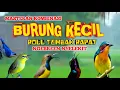 Download Lagu 2 jam masteran kombinasi BURCIL roll tembak  NGEBREN rapat Berjeda.!