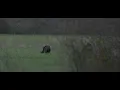 Michigan Spring Turkey Hunting Toms were everywhere