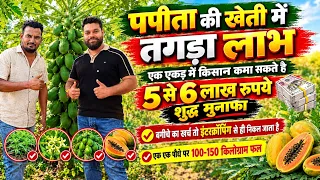 पपीता की खेती कितना फायदा | Papaya Farming | Papita Ki Kheti