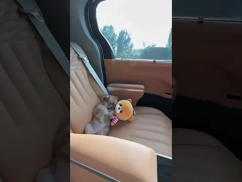 The puppy is sleepy. #cute #pigfeed #funny