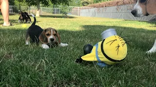 Beagle Puppies Being Silly: Funny and Adorable Moments!
