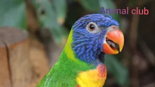 l love best birds horn dack 2021