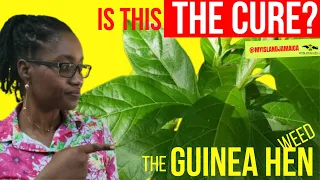 Its Anti-Cancer, Anti-Tumor, and Anti-inflammatory  (The KING of Herbs) 🌿 👆🏿 #GUINEAHEN  #ANAMU