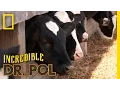 How Are They Now Dr Pol Updates Finnerty Farms The Incredible Dr Pol