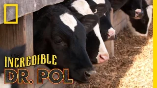 How Are They Now Dr Pol Updates Finnerty Farms The Incredible Dr Pol