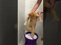 Download Lagu BANHO EM GATOS MIANDO - BANHO DO PAULINHO #shorts #comedia #gatos #pet