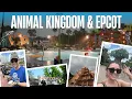 Download Lagu Fun Animal Kingdom Morning, Two Epcot Days, \u0026 Rainy Cozy Evening at Pop Century