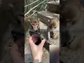 Download Lagu The monkeys watch porn?! #memes #meme #viral #shorts #trending #tiktok