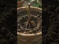 Growing Kiwi Fruit Cutting to Cluster Harvest