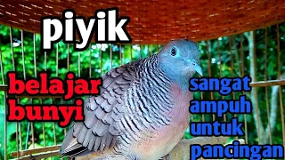 suara burung perkutut lokal belajar bunyi paling ampuh untuk pancingan