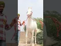 Lagu horse sound !! ghode ki awaj !! sound of nukra sttalion ekansh'