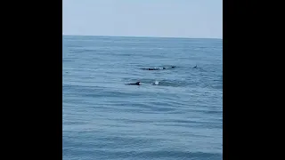 Sailing with 30 dolphins by Kiawah and Seabrook Islands – October 18, 2025
