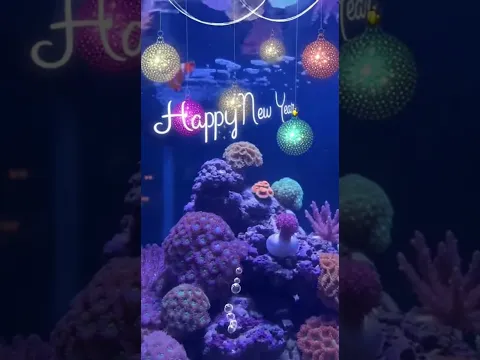 Magical Fish Wishes Happy New Year 🐠✨ | #shorts #fish #fishhappynewyear