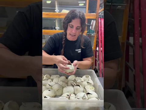 Doing another wonderful egg clutch 🥚 we got some pretty ones here 🐍
