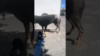 #Fyp #dream #pets #doberman #work