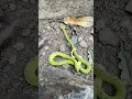 Lagu Blending with Nature – The Incredible Green Vine Snake! #shorts #snake #snacks #wildlife #ytshorts