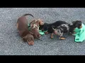 Dachshund Puppies For Sale